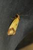 Agapeta zoegana